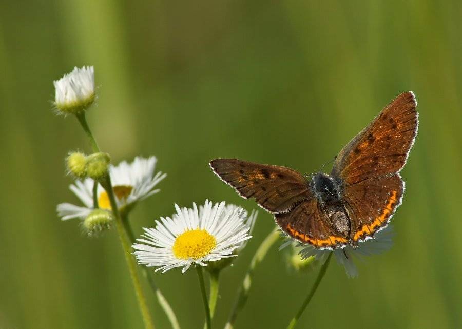 , Чепленко Алексей