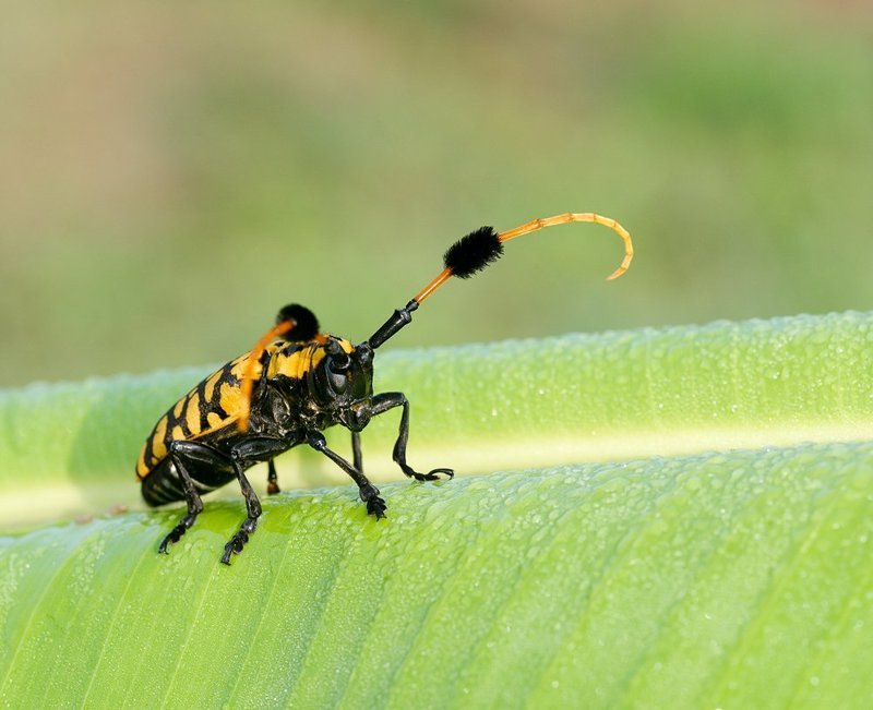 aristobia approximator, macro, closeup, макро, gnilenkov Просто усач... фото превью
