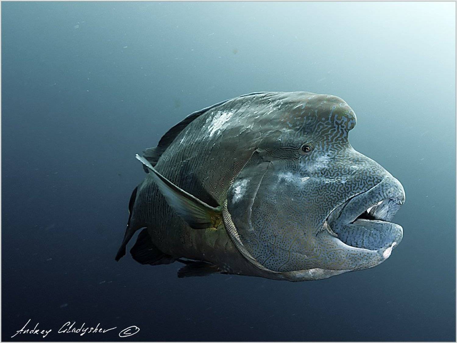 наполеон, napoleon, Андрей Гладышев