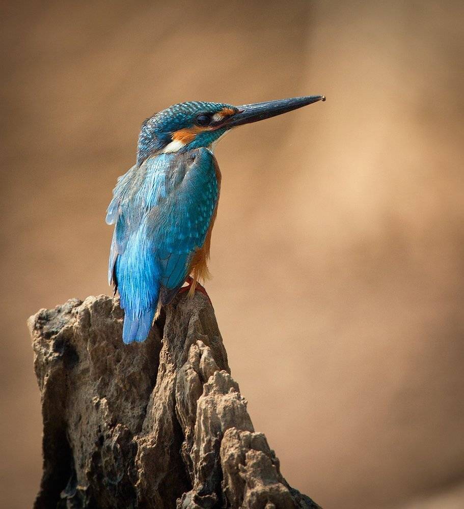 , Андрей Канышев