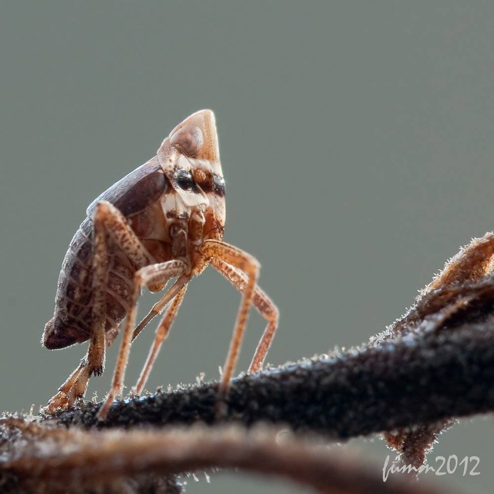 , Игорь ФУММ