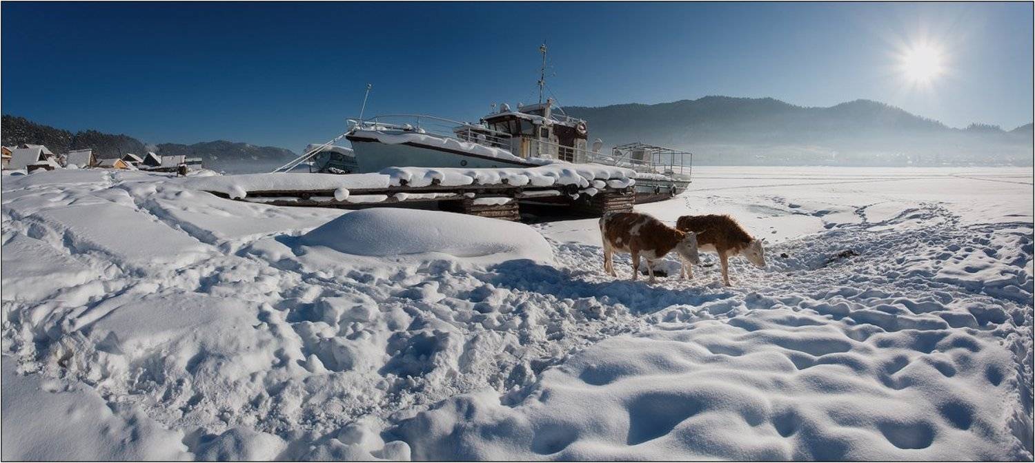 алтай, артыбаш, Бур