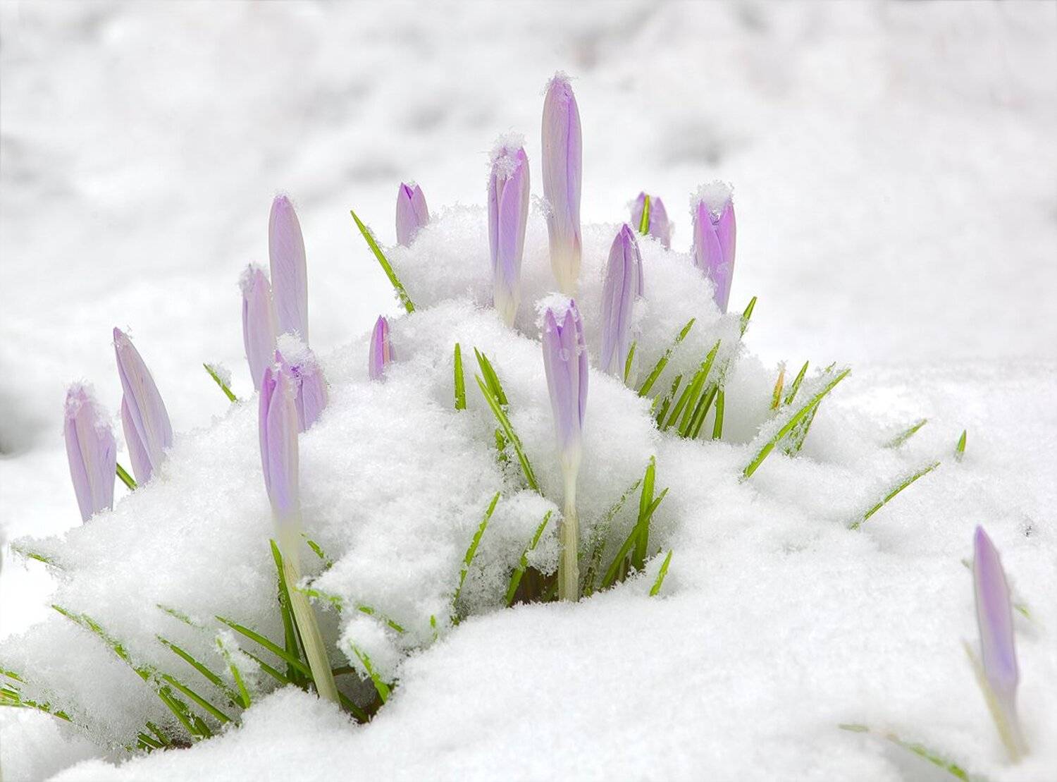 крокусы,снег, Игорь Дубровский