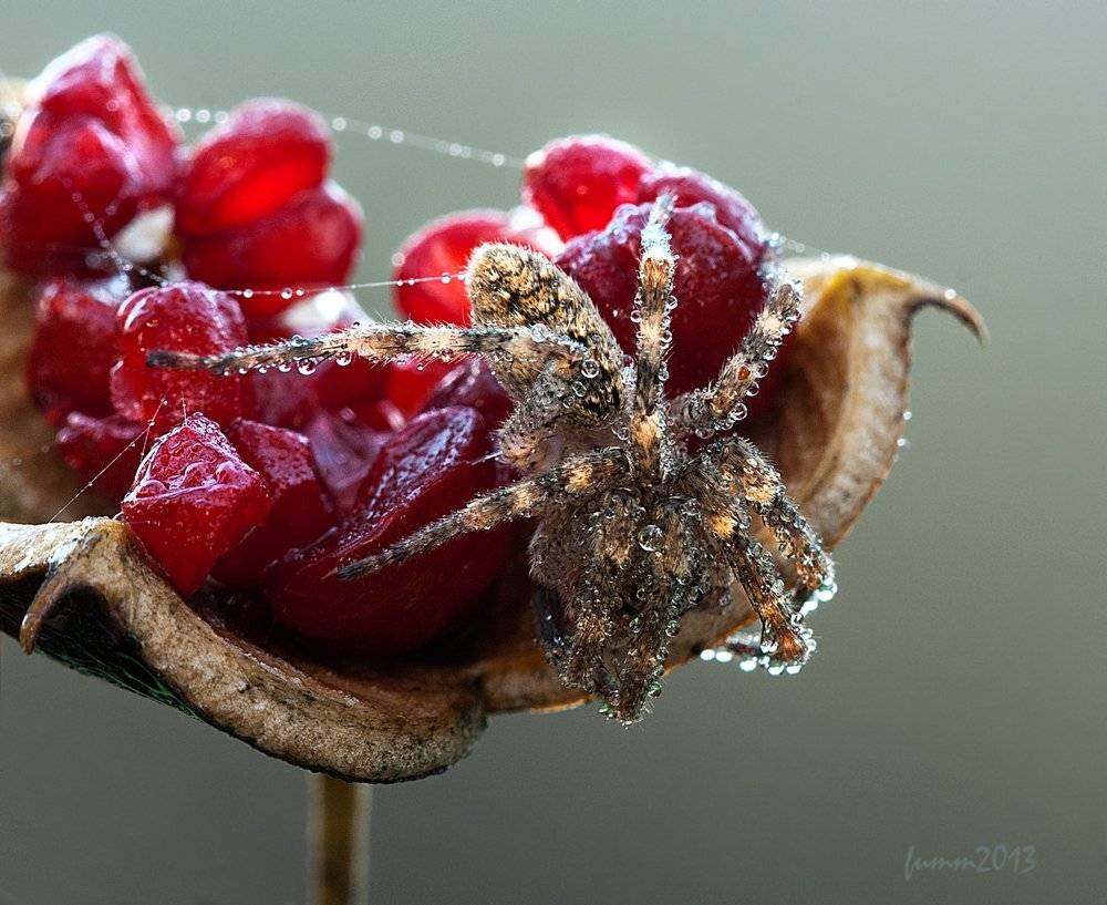 , Игорь ФУММ