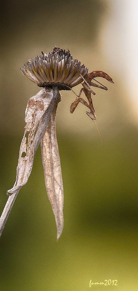 , Игорь ФУММ