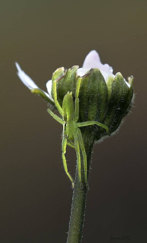 , Игорь ФУММ