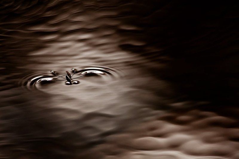 Скользящая по воде фото превью