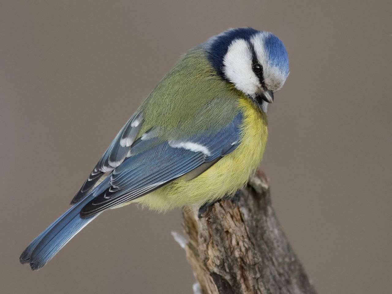 лазоревка, Ляпустин Юра