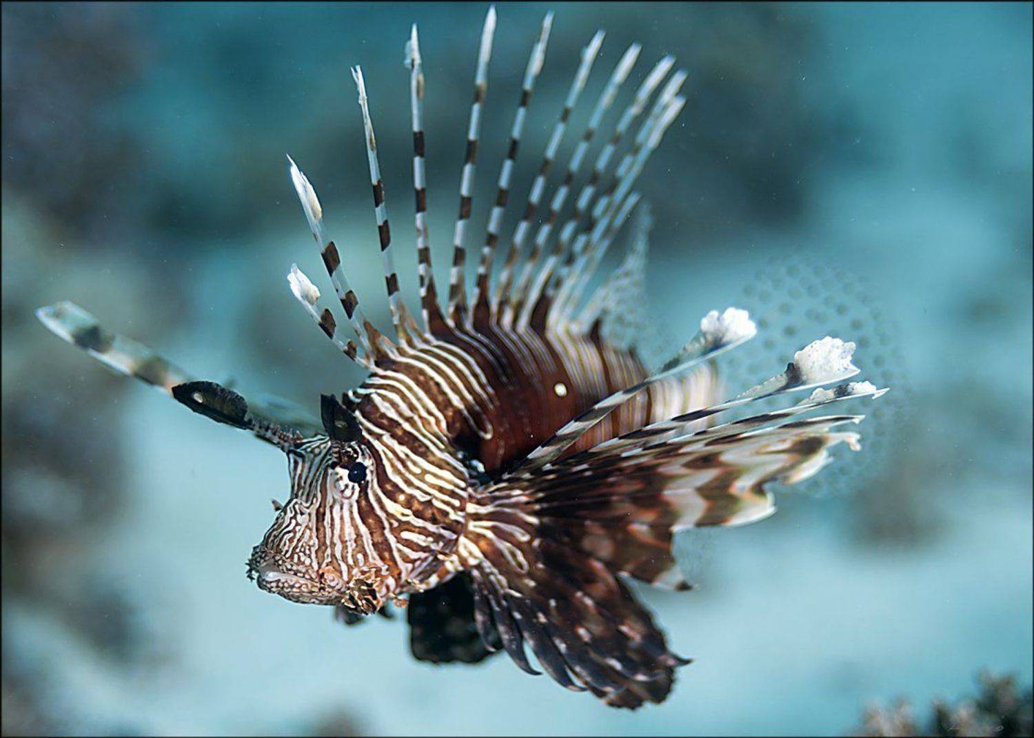 , Андрей Гладышев