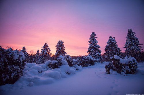 Зимний Ботанический