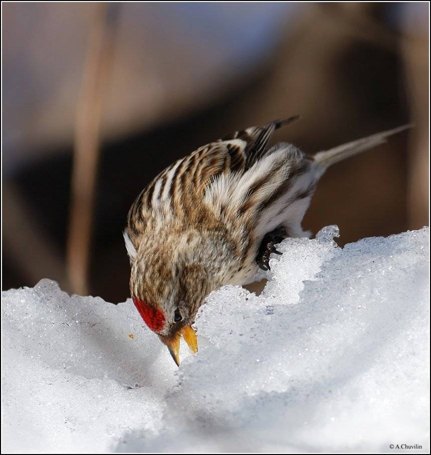 чечётка,самка,талый,снег,весна, Александр Чувилин