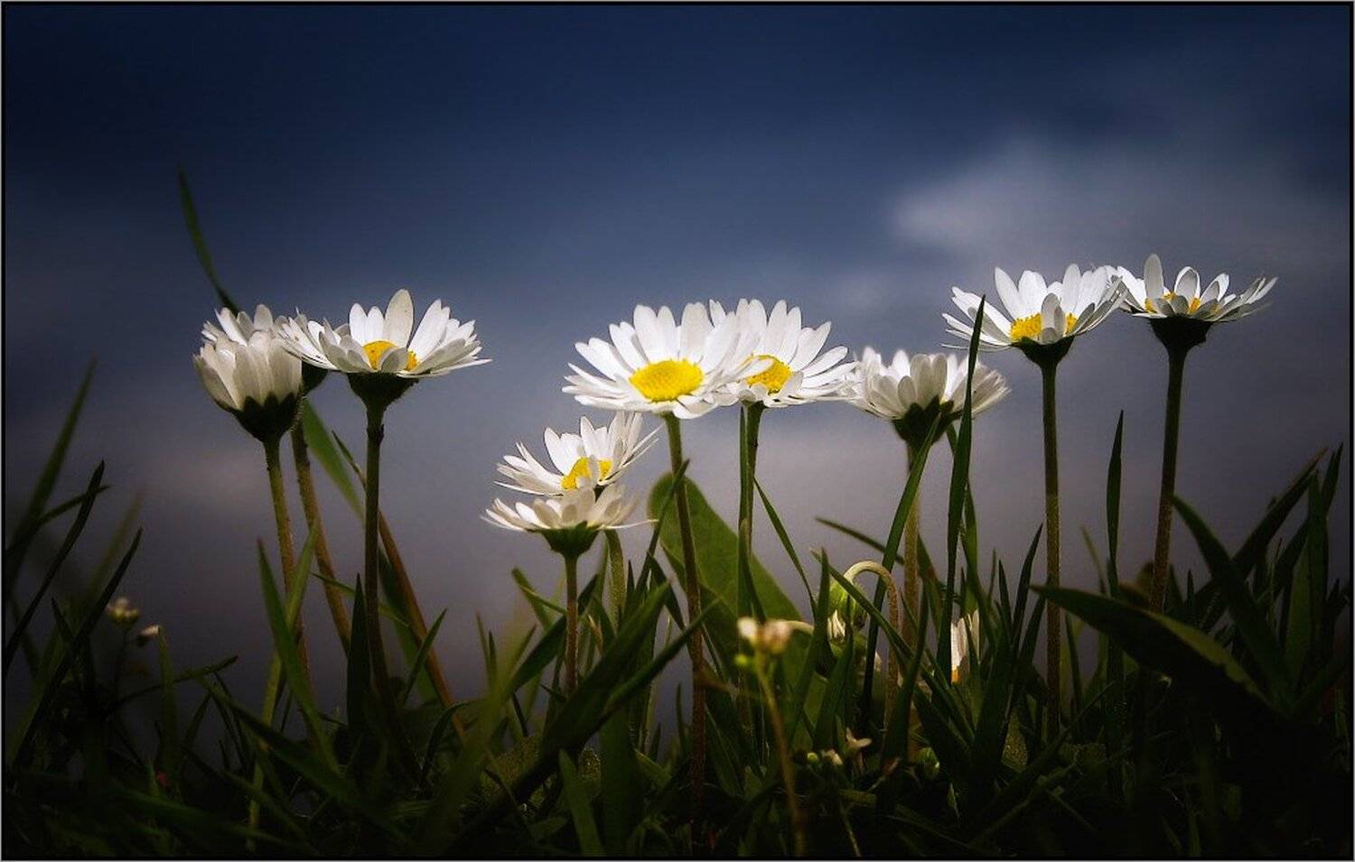 , Ирина Костова