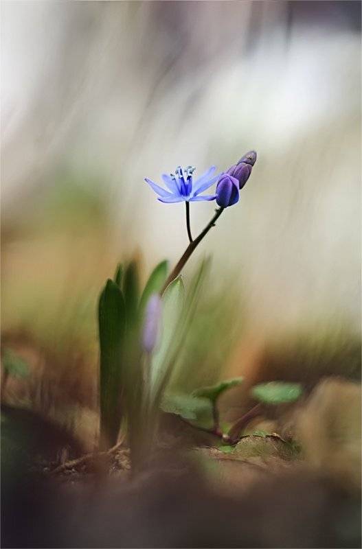 , Наталья Ова