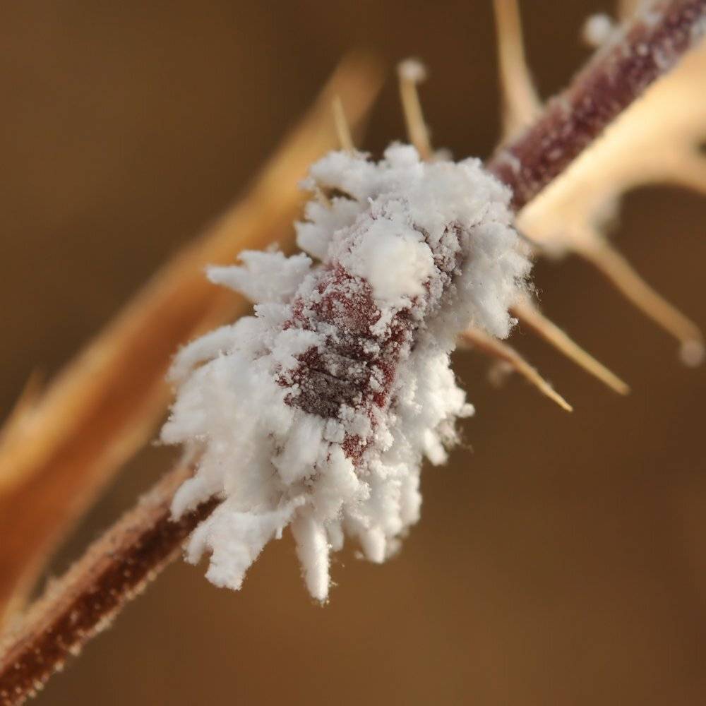 , Игорь ФУММ