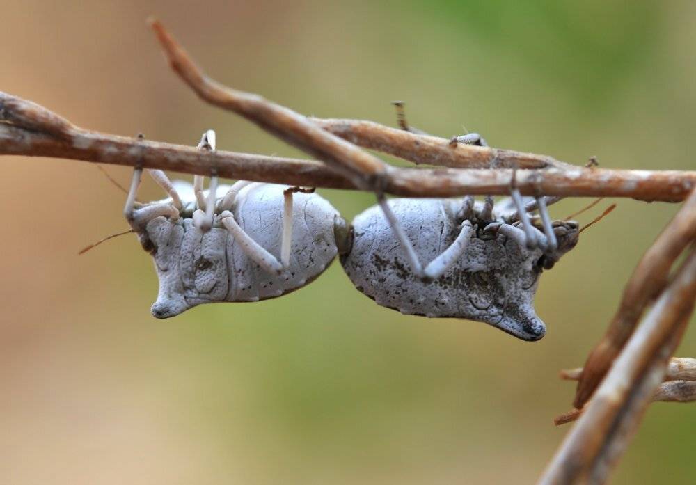 , Игорь ФУММ