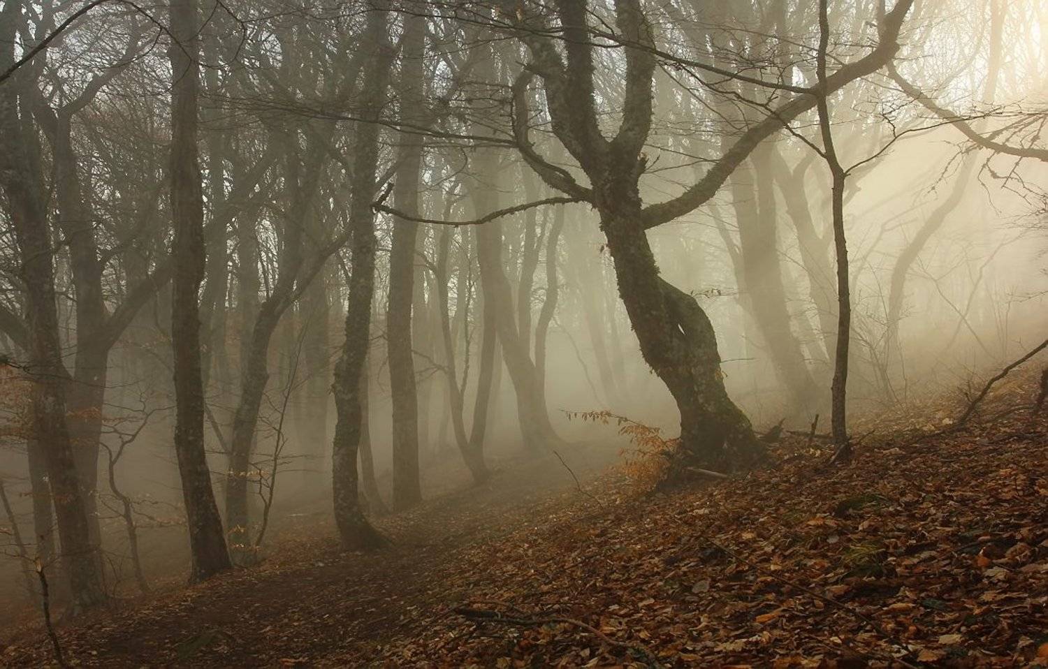 крым, туман, лес, солнце, Ситкин Игорь