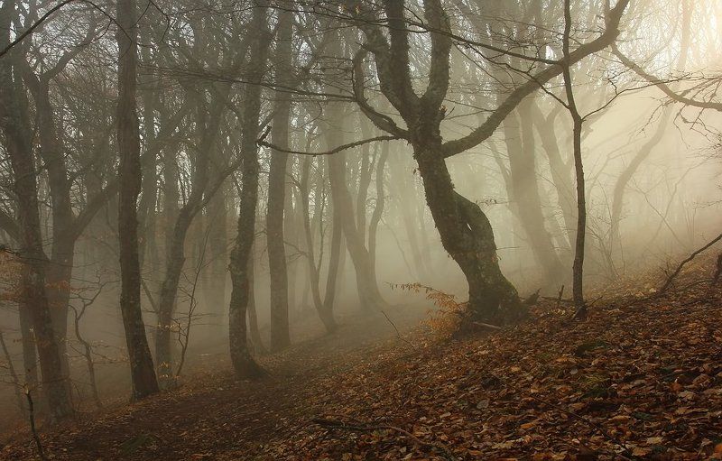 крым, туман, лес, солнце Солнечный туман фото превью