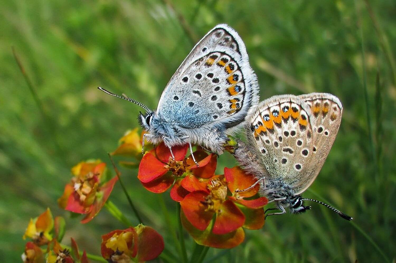 , Ирина Костова