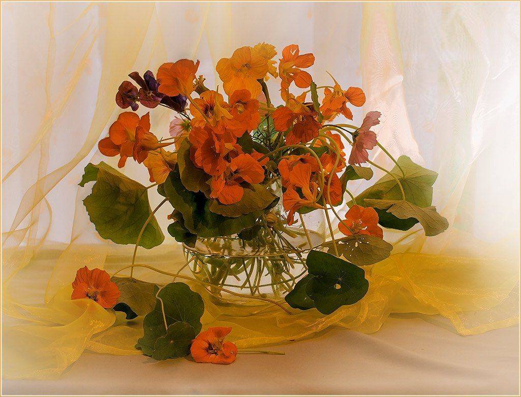 foto liubos, натюрморт, настурции, Любовь Селиванова