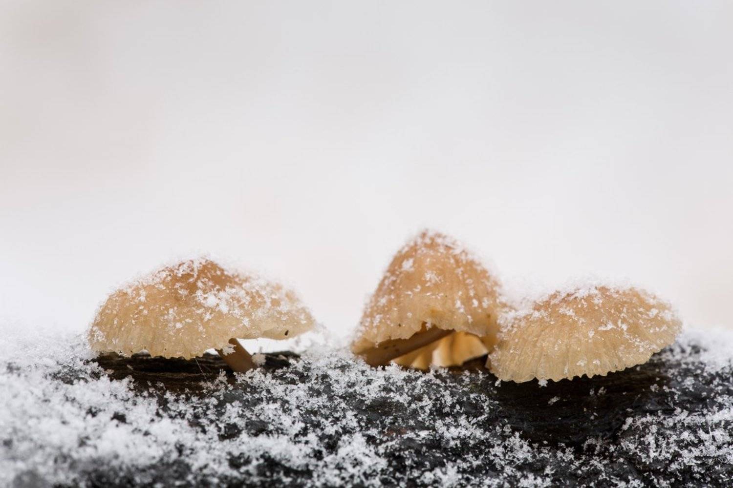 гриб, белогорье, зима, снегопад, минимализм, Григорий Пожванов