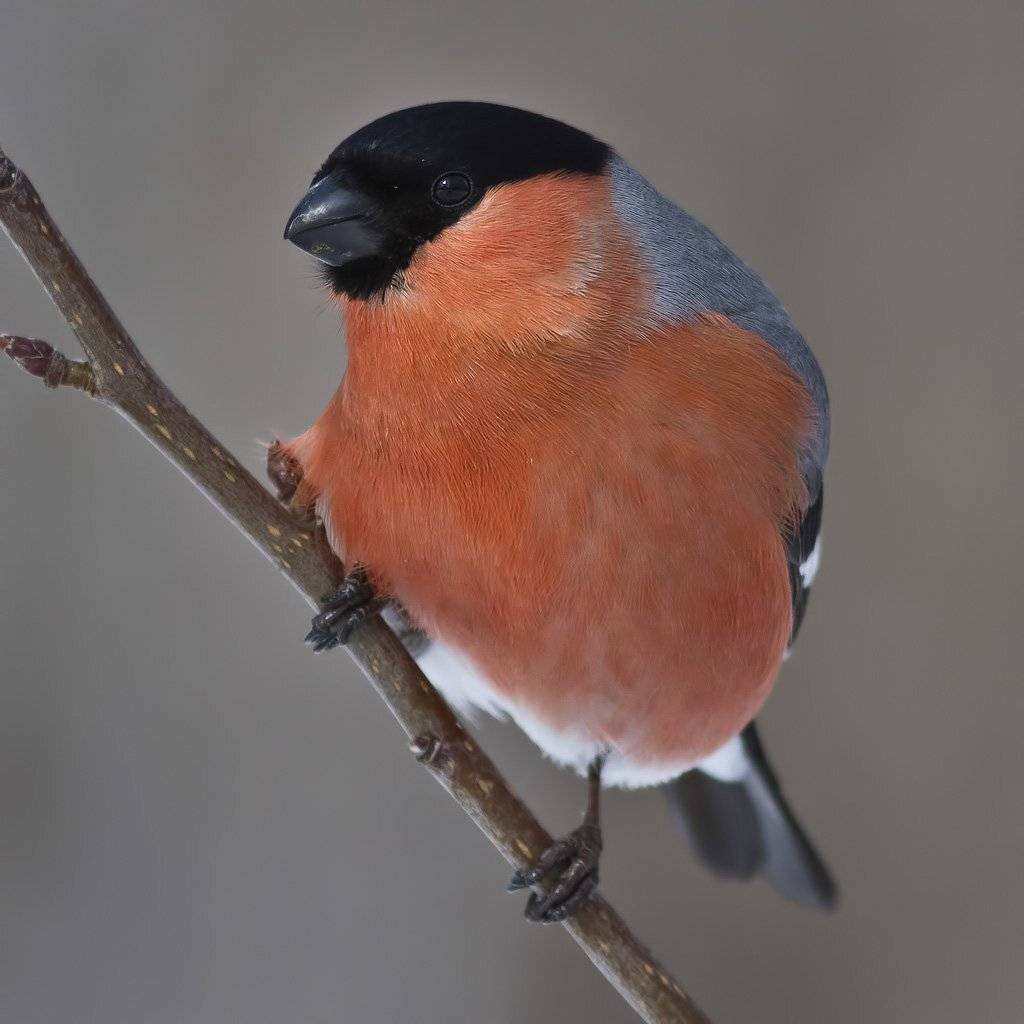 снегирь, Ляпустин Юра