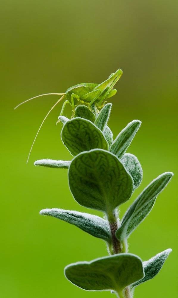 , Игорь ФУММ