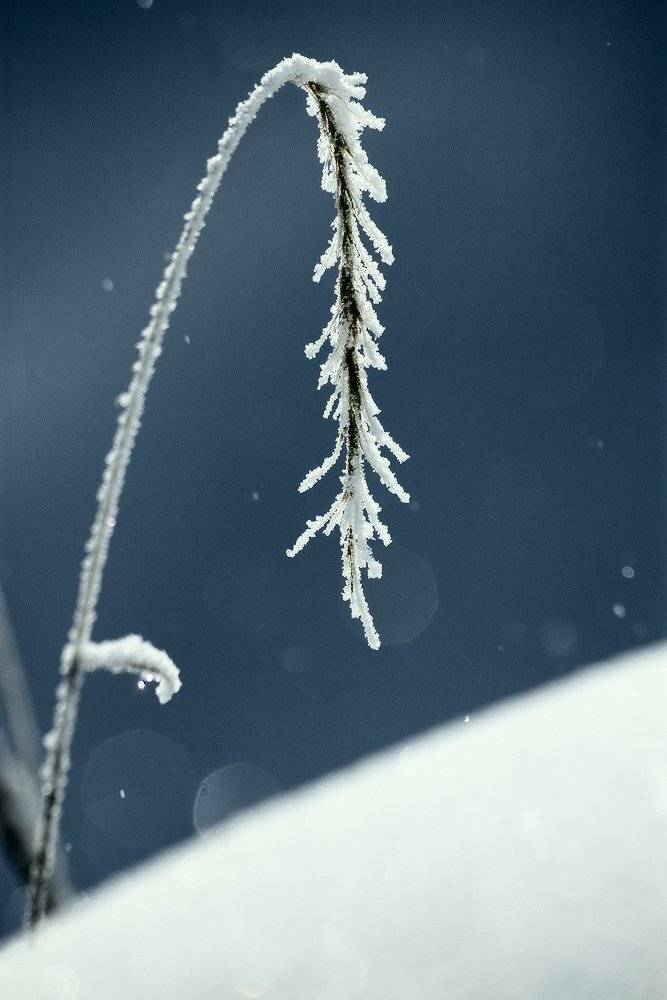 , Николай Морский