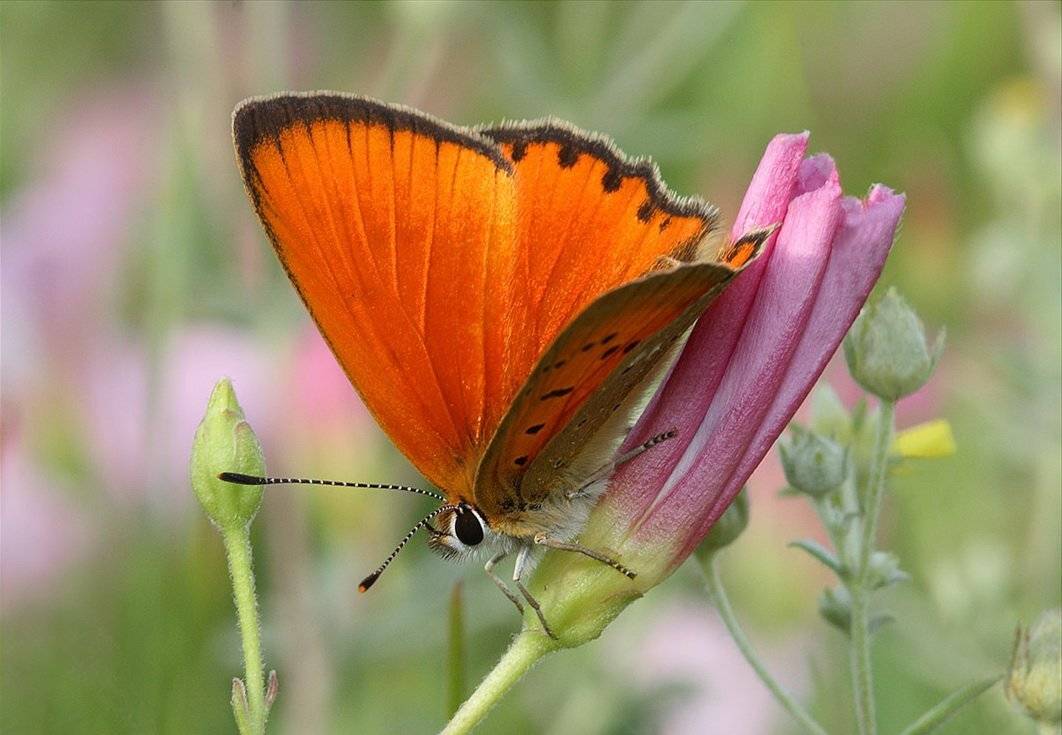 heodes, virgaurea, Евгений Комаров