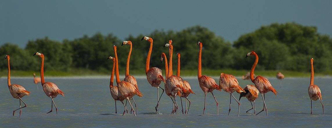 красный фламинго, phoenicopterus ruber, phoenicopteridae, птицы, Sergey Volkov