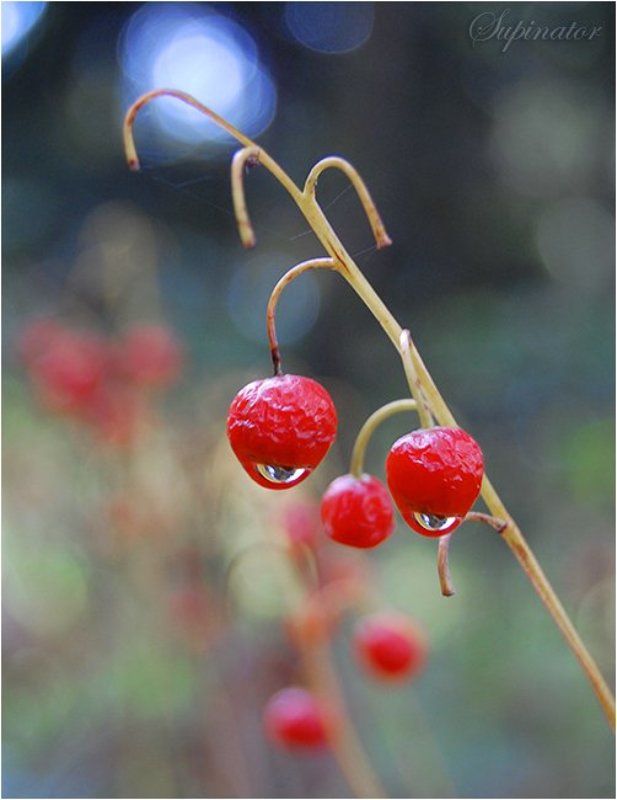 Грустный клоун фото превью