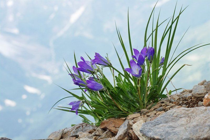 колокольчики, домбай 3 000 м над уровнем моря. фото превью