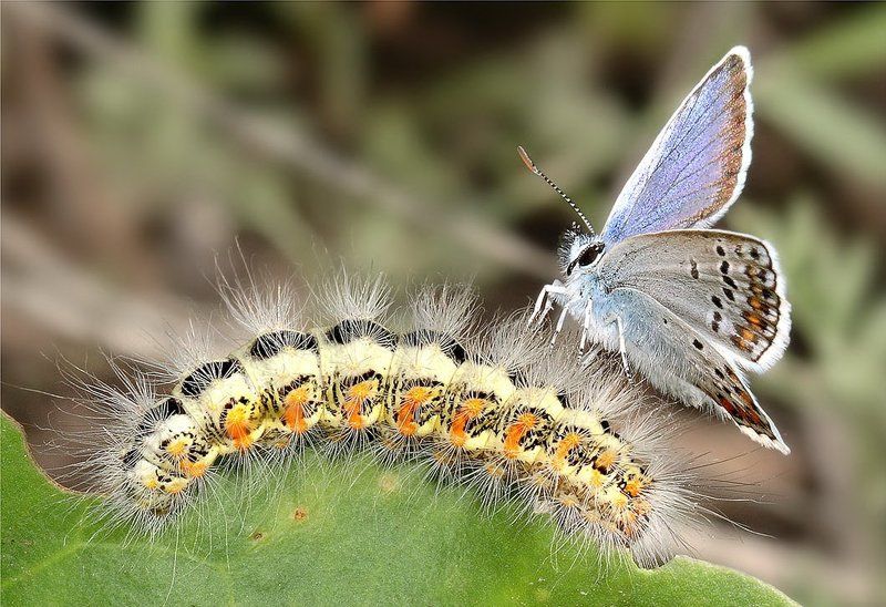 бабочка, голубянка аргус, гусеница Скоро и у тебя крылышки вырастут! фото превью