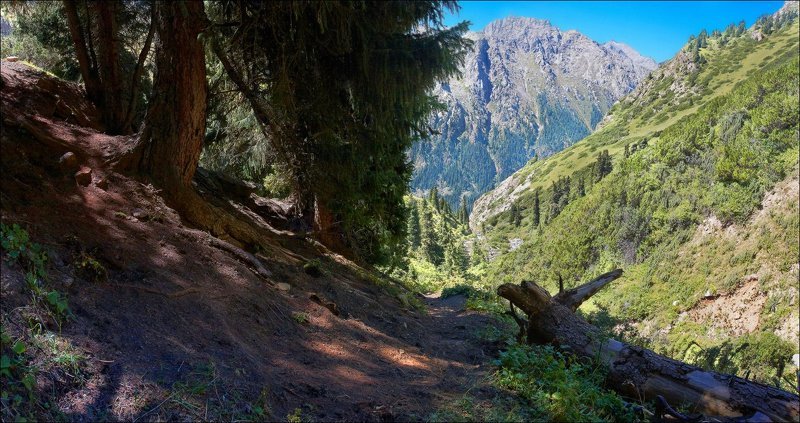 В тень деревьев после ледника. фото превью