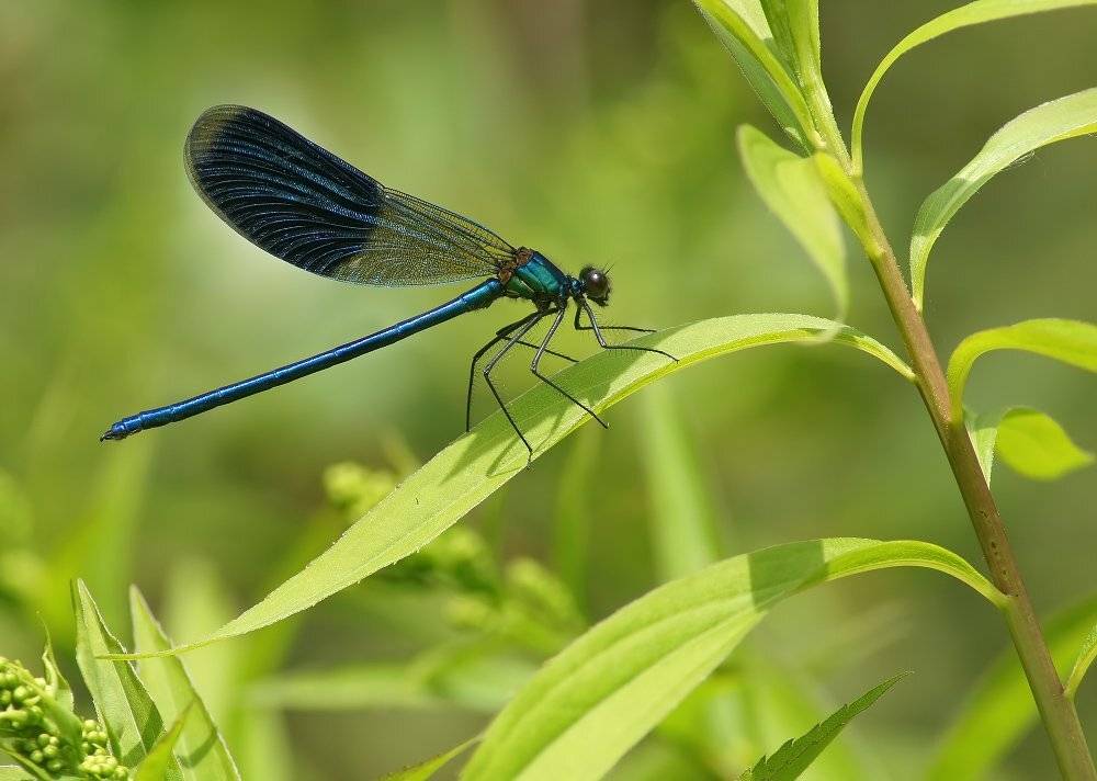 красотка, блестящая, Чепленко Алексей