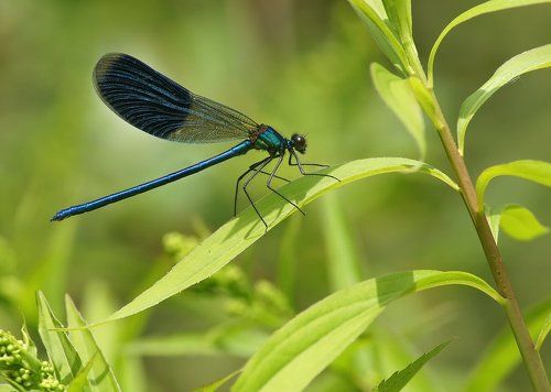 Красотка блестящая