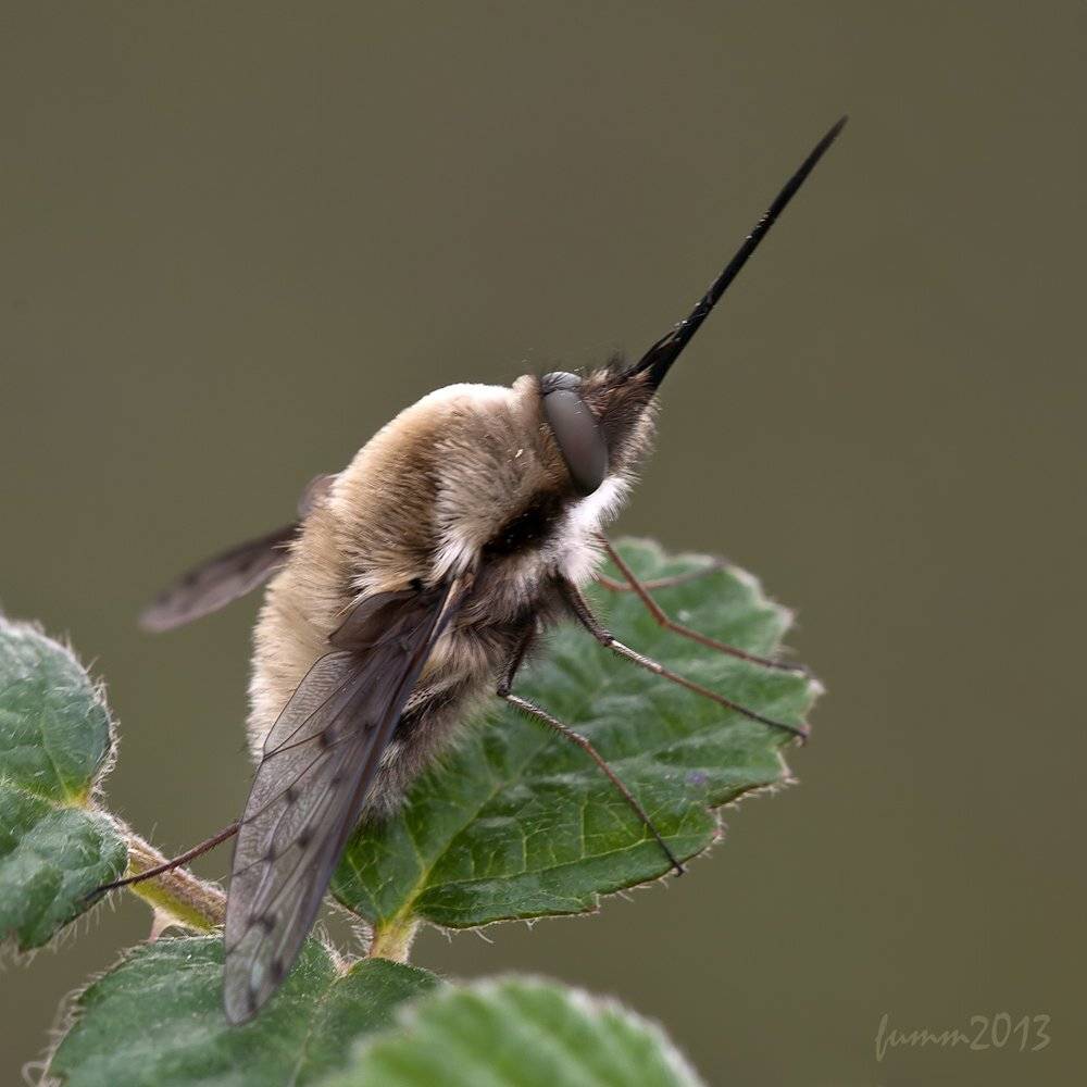 , Игорь ФУММ