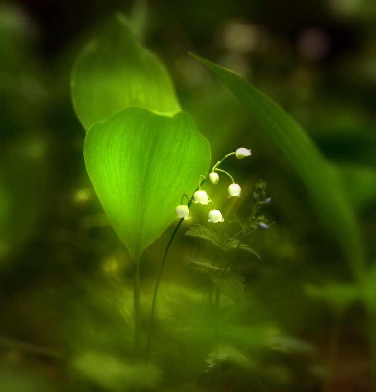 ландыш, весна, лес *** фото превью