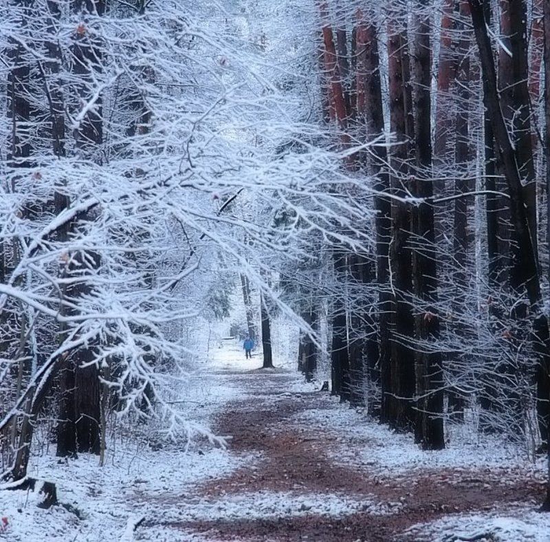 Зимний парк. фото превью