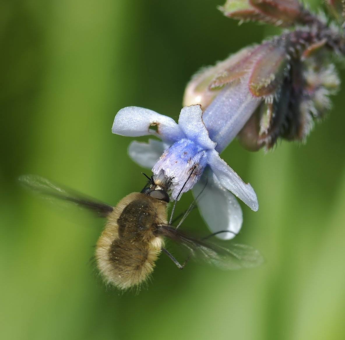 , Игорь ФУММ