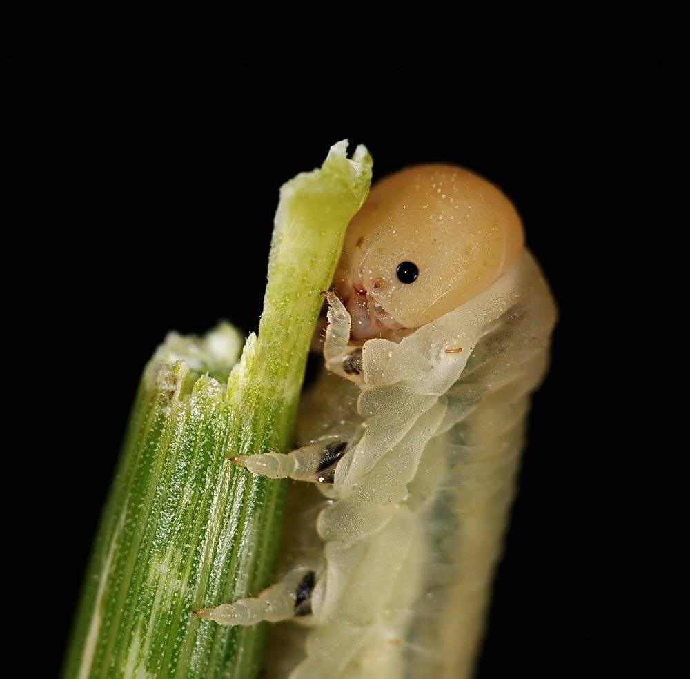 , Игорь ФУММ