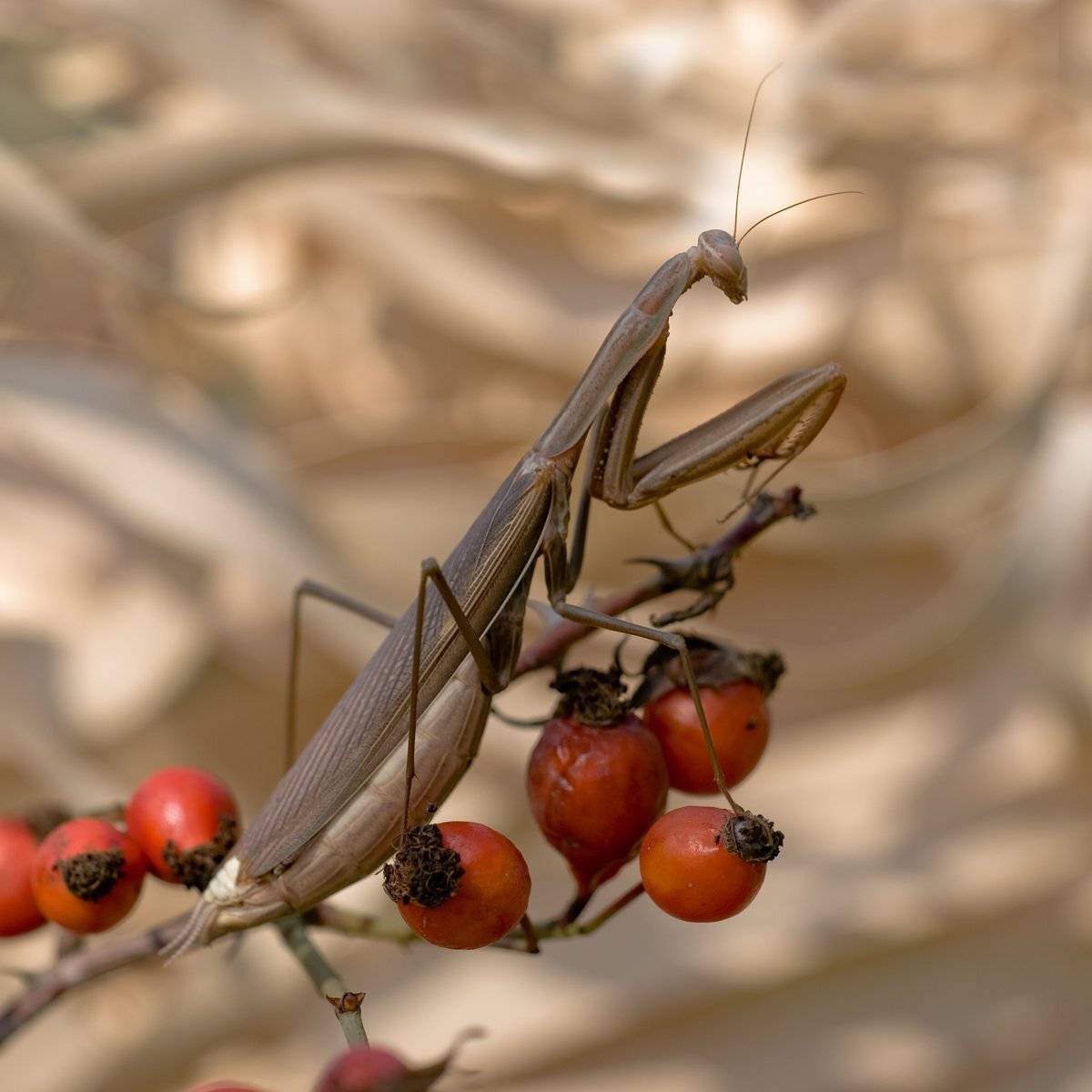 , Игорь ФУММ