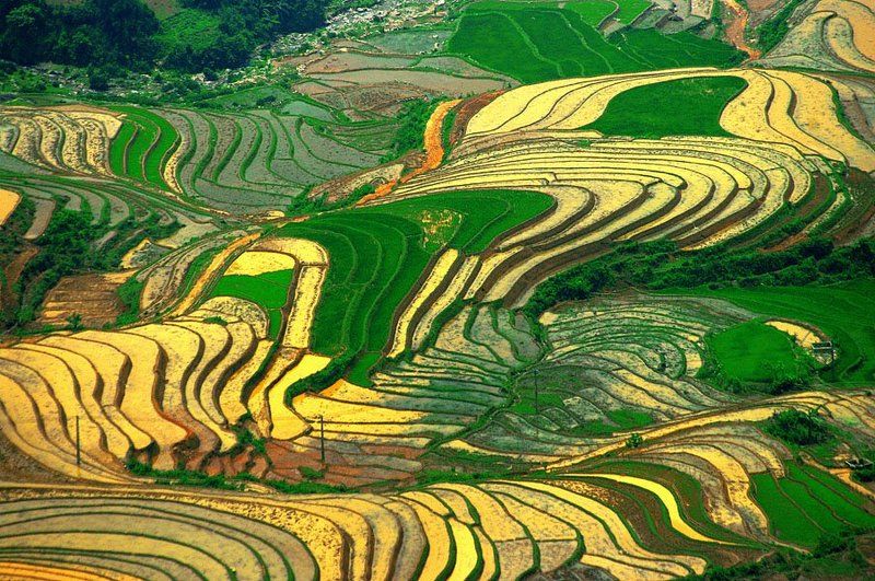 Terraces in Vietnam фото превью