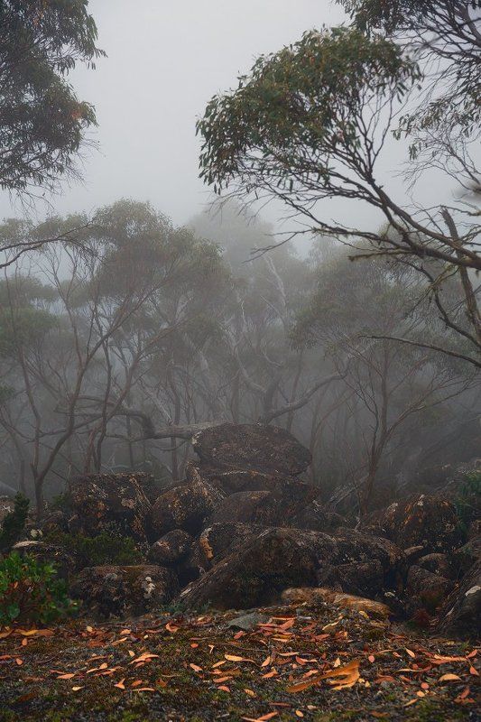 Туманная Тасмания фото превью