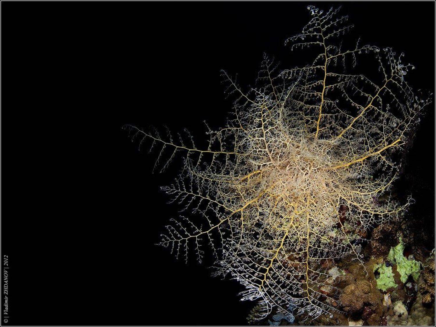 , Владимир Жданов