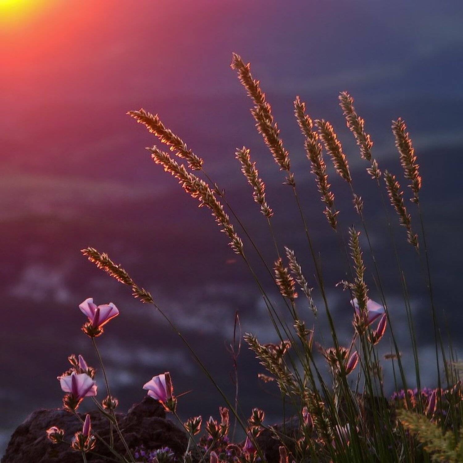 , Ирина Костова