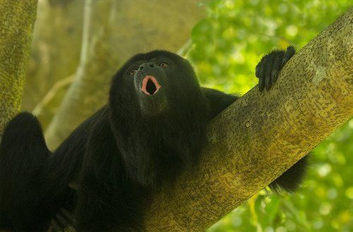 Ой-ё! ой-ё!  Никто не услышит!