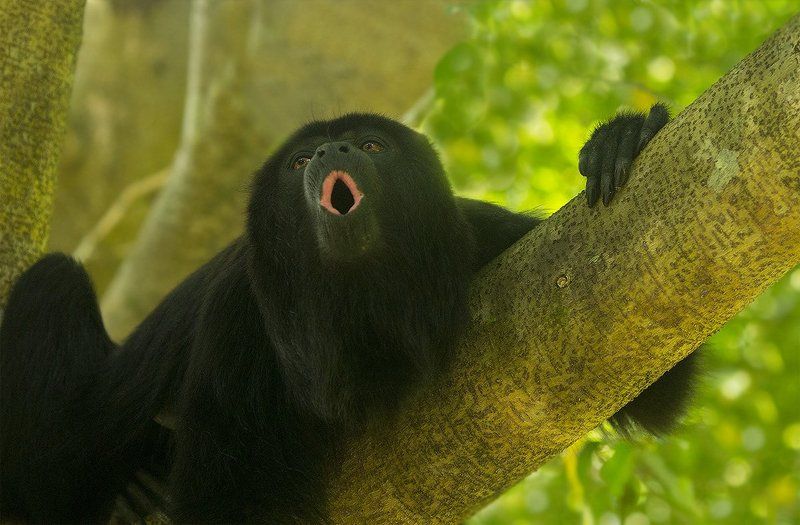 центральноамериканский ревун, alouatta pigra Ой-ё! ой-ё!  Никто не услышит! фото превью