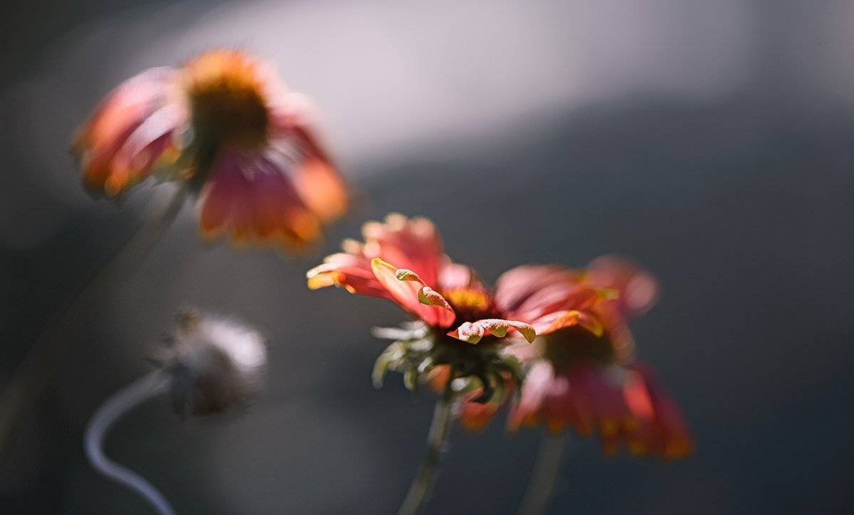 природа, макро, цветы, гайлардия, Неля Рачкова