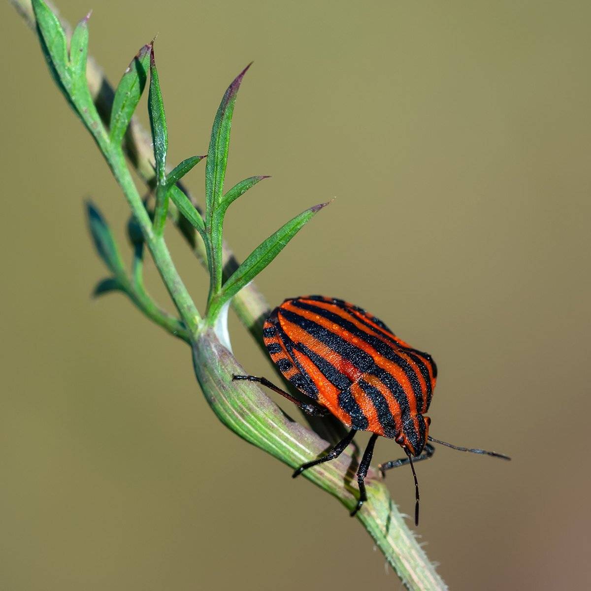 , Александр Земляной
