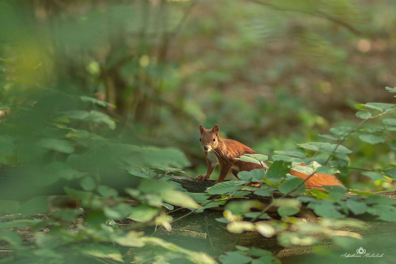 , Arkadiusz Michalak